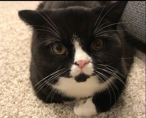 香箱座りするマンチカン