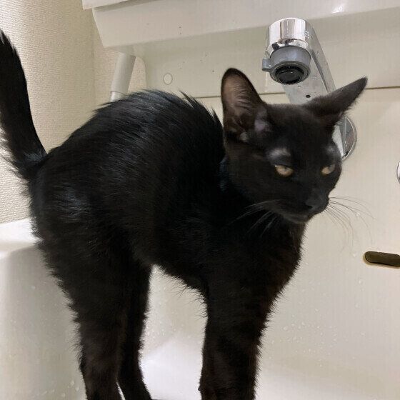 ストレッチする猫