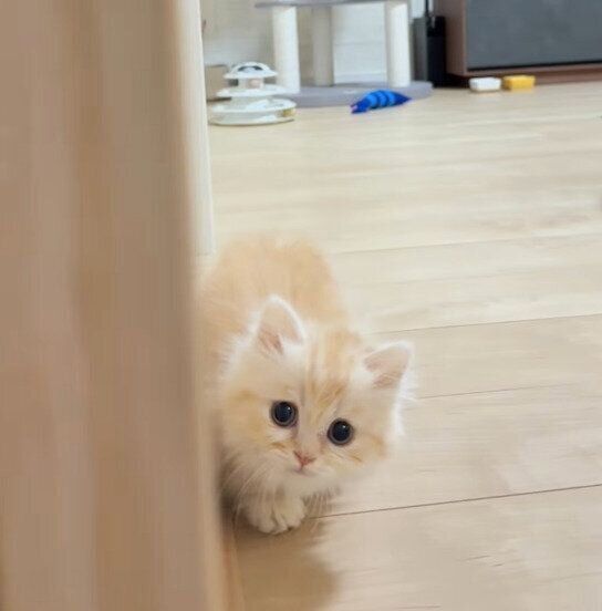 「だるまさんがころんだ」をするmielくん