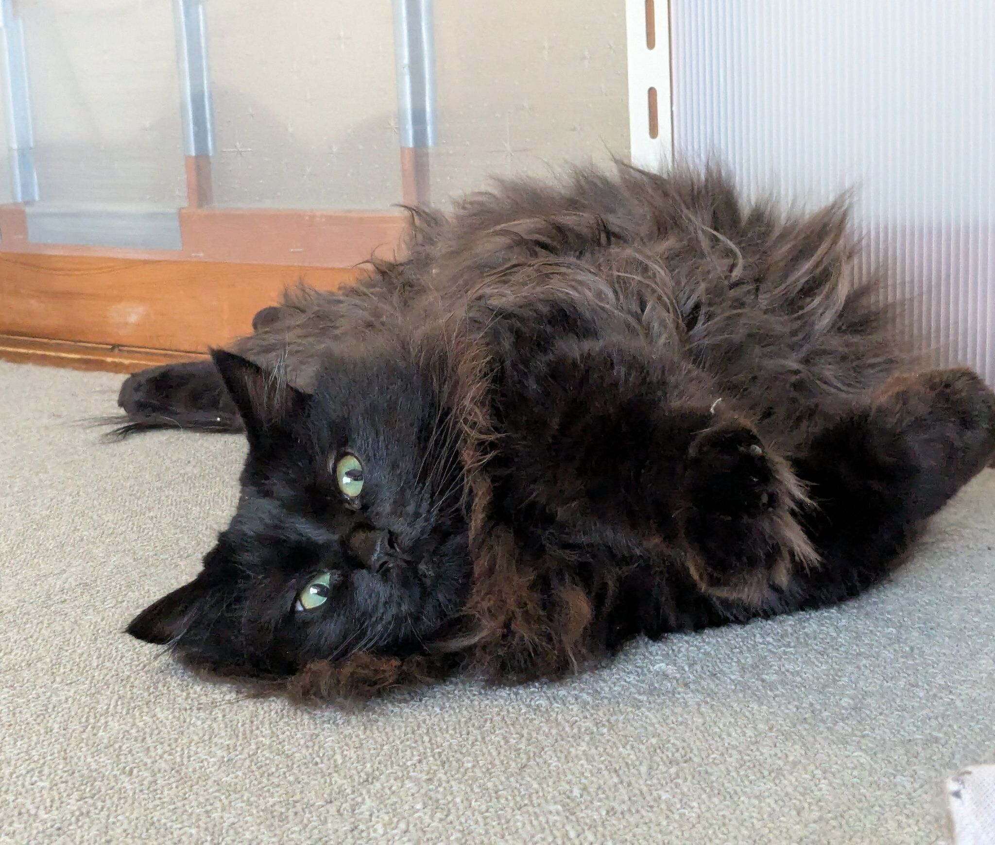 寝転がるあんころくん