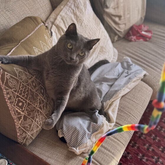 ロシアンブルーのチェダーくん