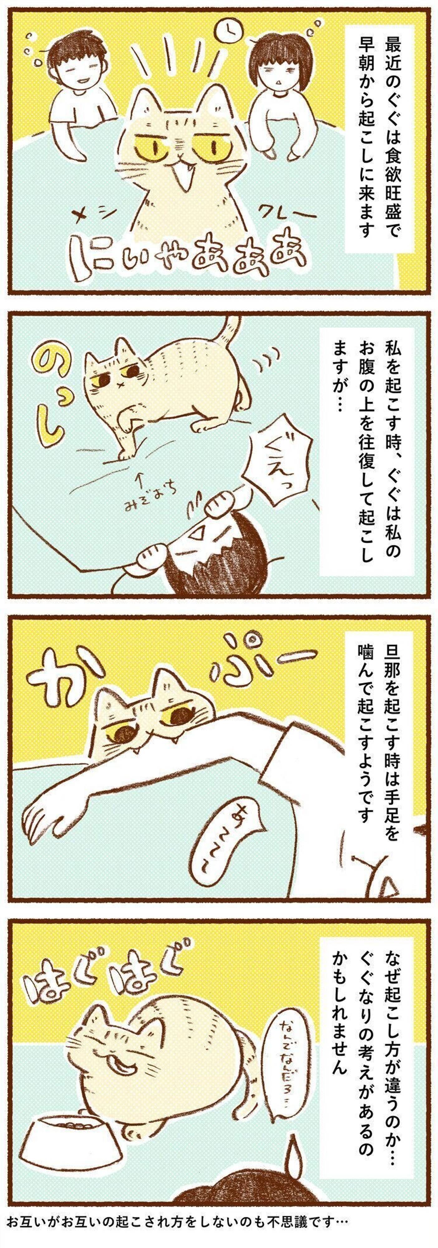 人を選ぶ猫 家族によって起こし方を変えている しまねこぐぐ Vol 83 ねこのきもちweb Magazine