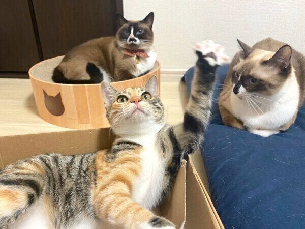 まったりするぴーちゃん、みたらしちゃん、とろろちゃん