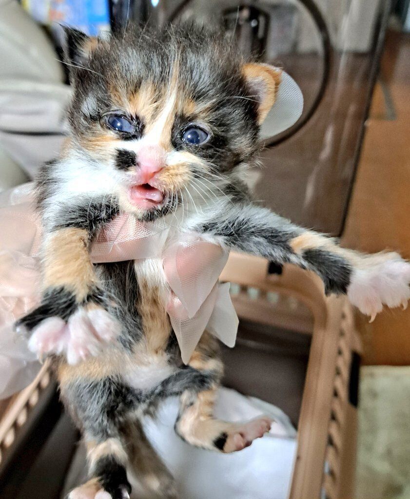 まだまだ小さい　子猫時代の麦ちゃん