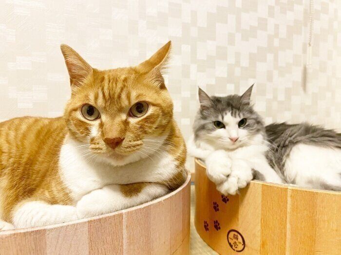 仲良く一緒にくつろぐネイ治郎くん（左）とまるるちゃん（右）