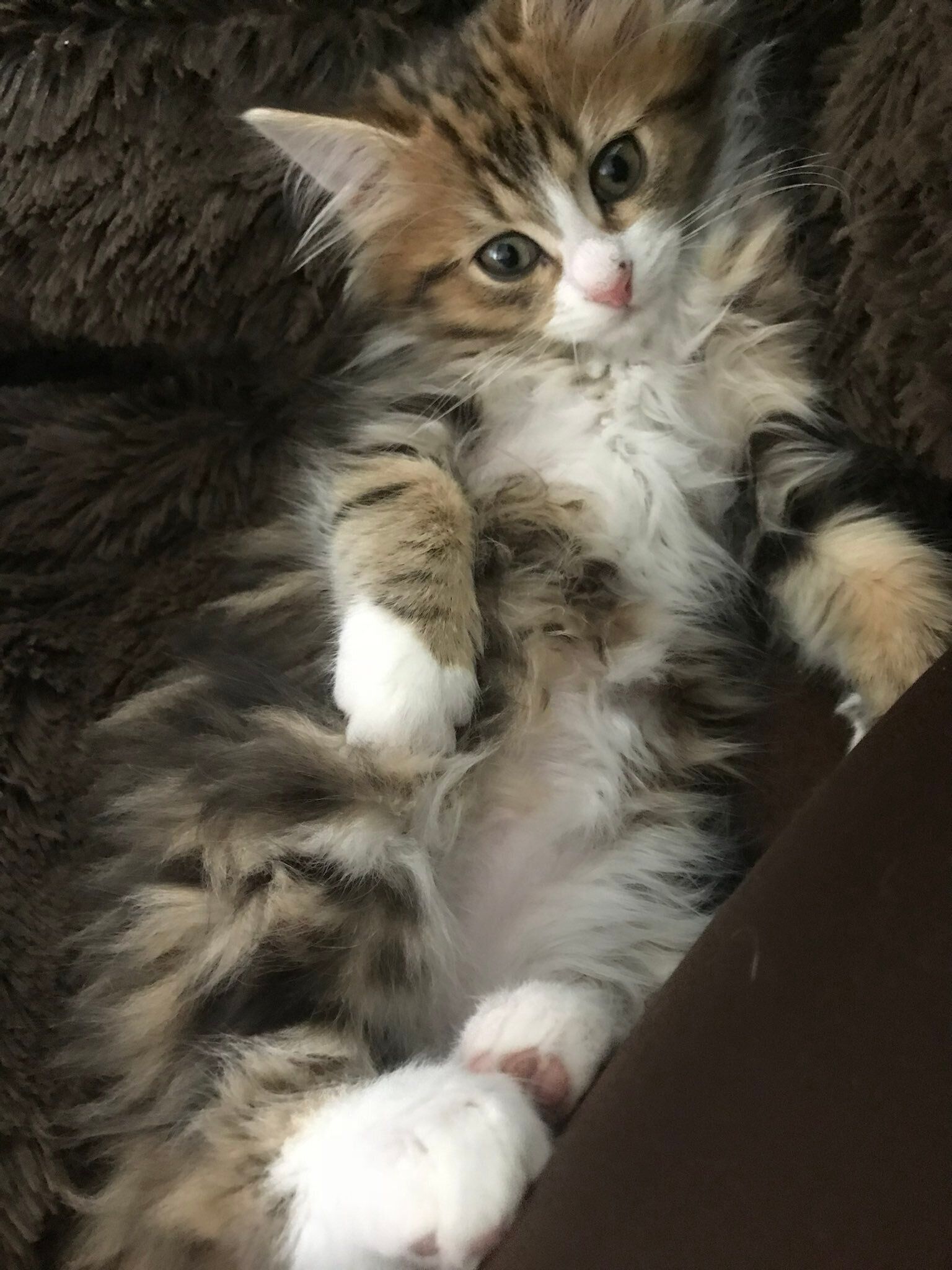 お迎えから2日目、生後3カ月の子猫