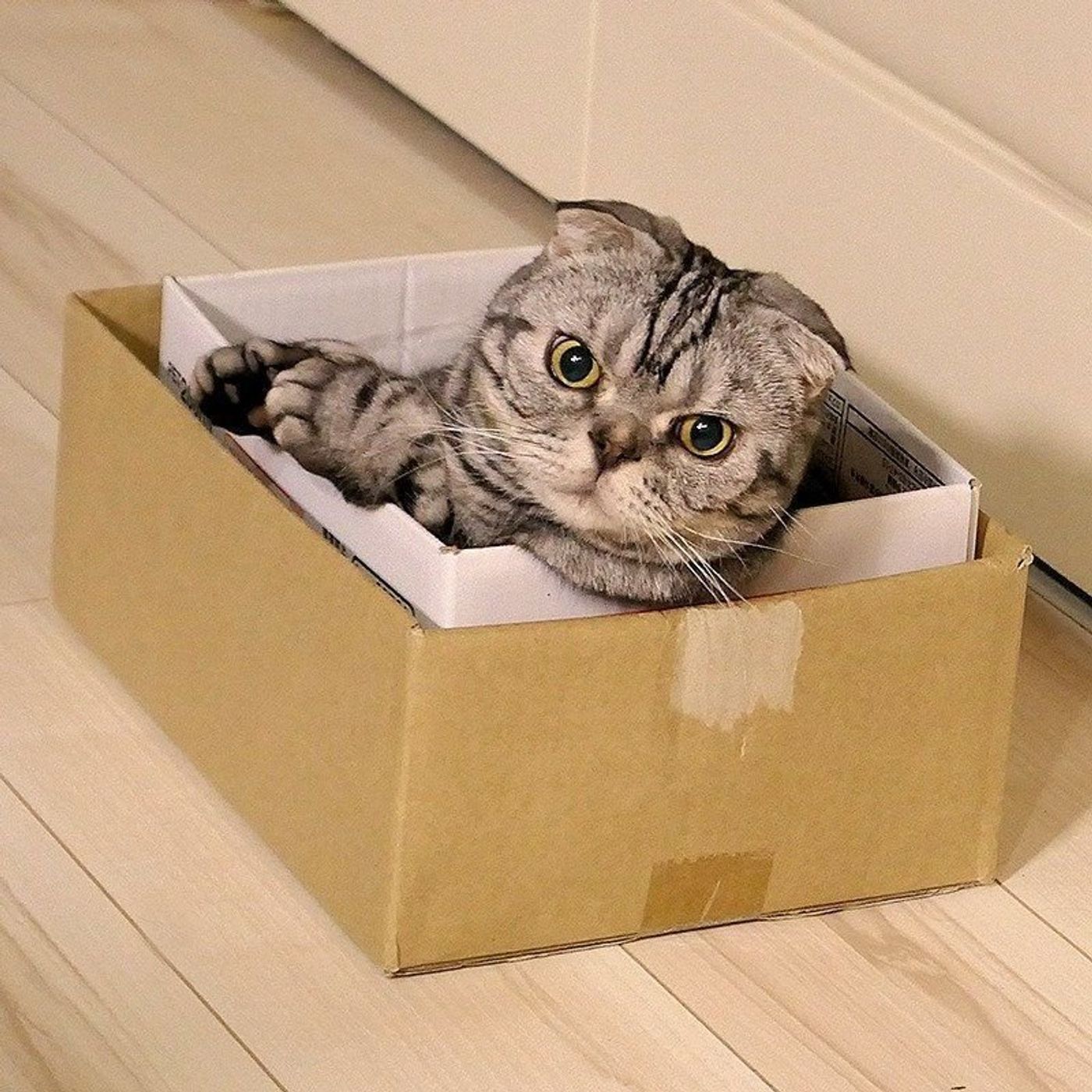 箱ごと運ばれていく 箱入り猫ししまる 渋ネコししまるさん 29 ねこのきもちweb Magazine 箱ごと運ばれていく 箱入り猫ししまる 渋ネコししまるさん 29 ねこのきもちweb Magazine