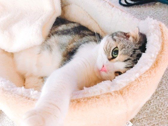 meiちゃん スコティッシュフォールド