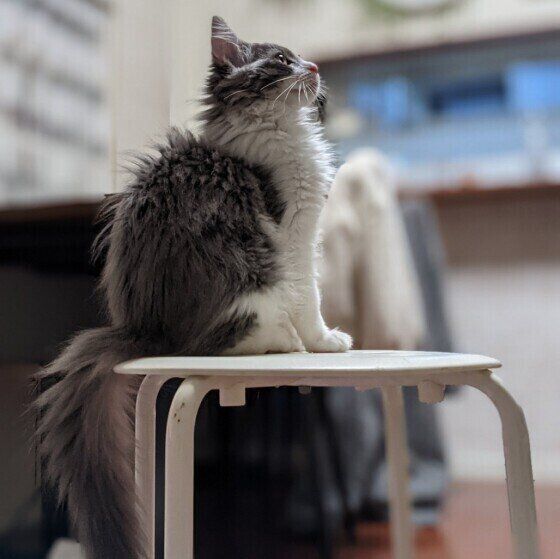 ノルウェージアンフォレストキャットのノエルちゃん