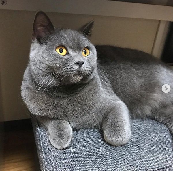 見上げるブリティッシュショートヘアー