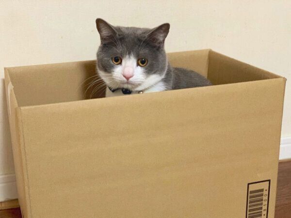 ダンボール箱に入るしらたまくん