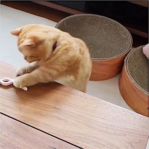 マンチカンのココちゃん