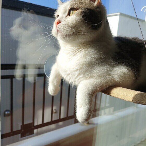 スコティッシュフォールドのタルくん