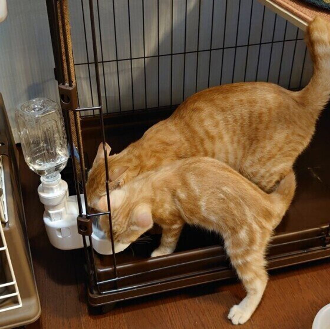 猫に氷を与えてもok 与えていい量や なめさせるときの注意点を解説 ねこのきもちweb Magazine 猫に氷を与えてもok 与えていい量や なめさせるときの注意点を解説 ねこのきもちweb Magazine