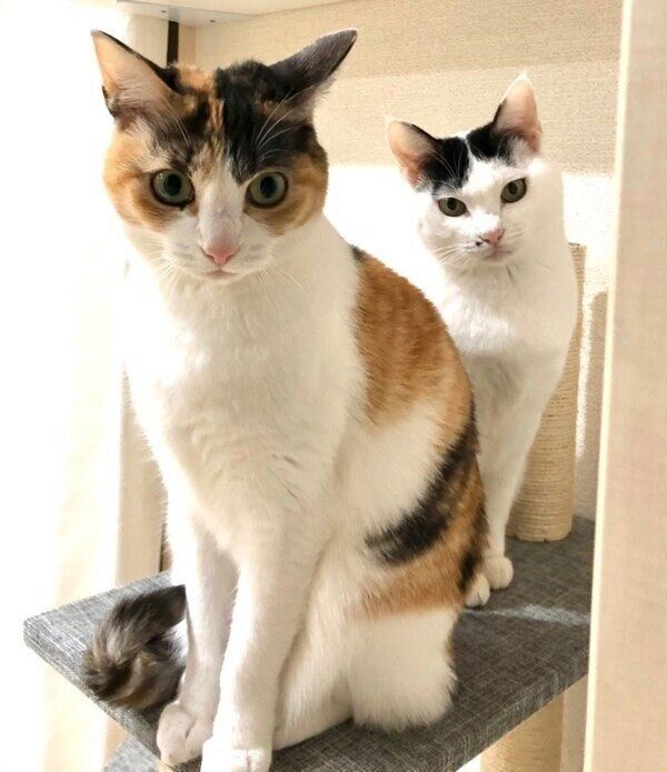 キャットタワーで仲良く一緒に過ごすハルちゃんとモチちゃん
