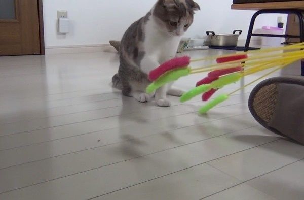 ねこじゃらしで遊ぶ猫