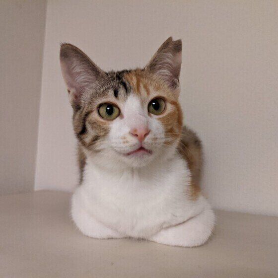 香箱座りする三毛猫