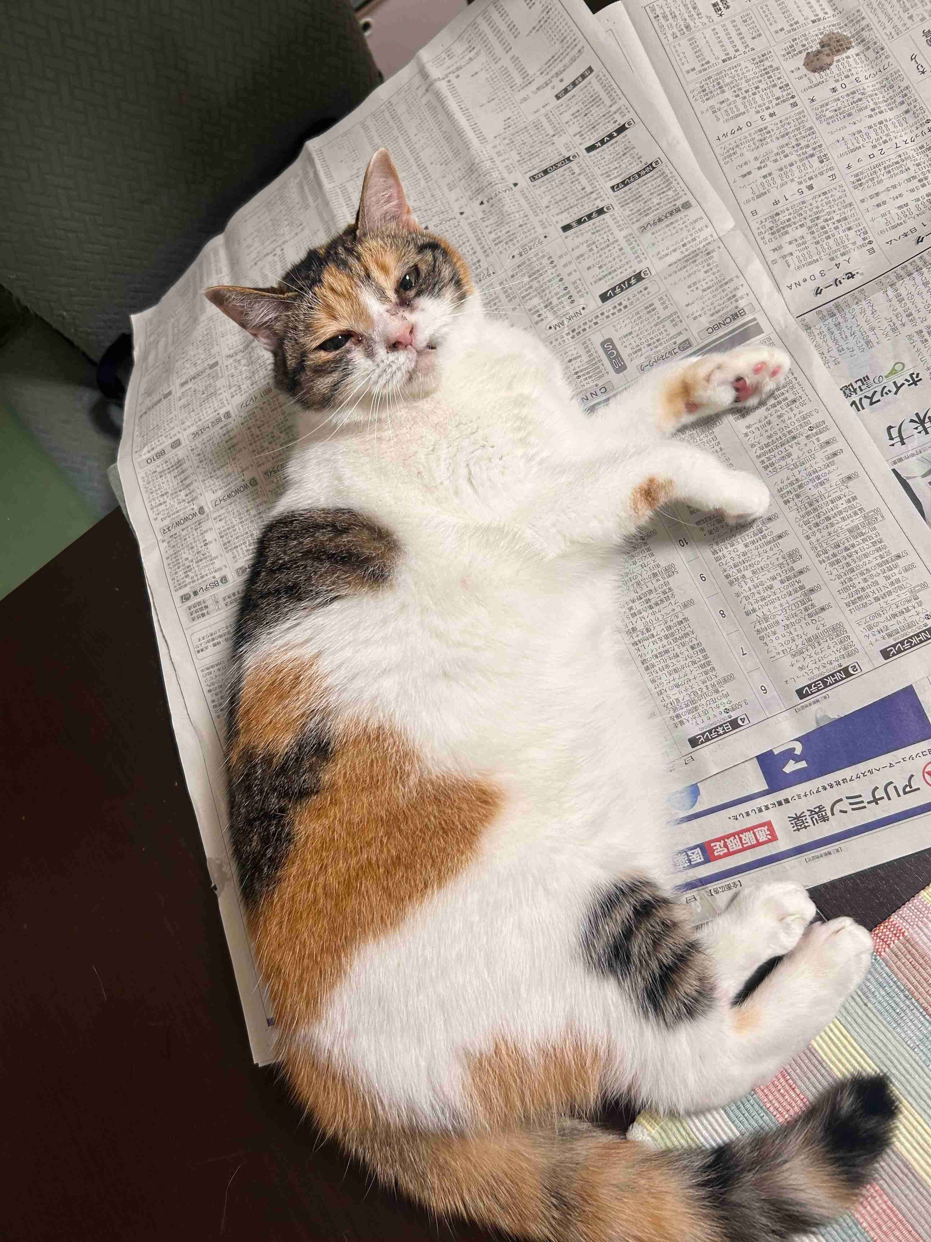 飼い主を見上げる猫