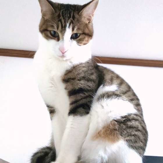 キジトラのテムちゃん