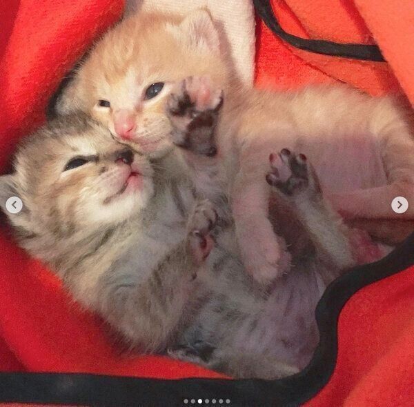 子猫時代のノイくんとノアちゃん