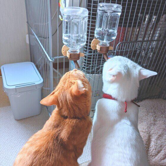 水を飲む2匹の猫