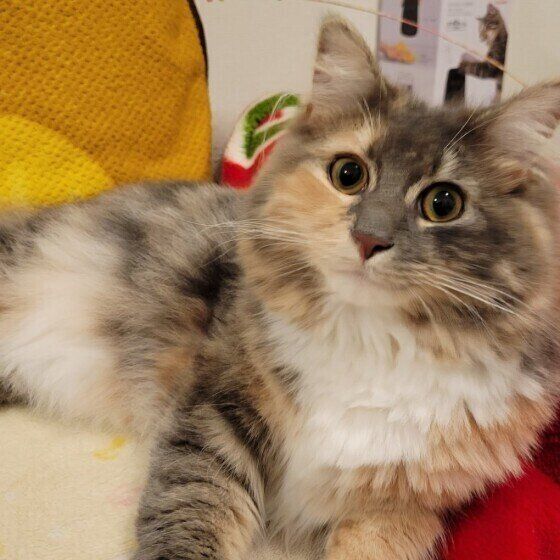 ソファでまったりするノルウェージアンフォレストキャット