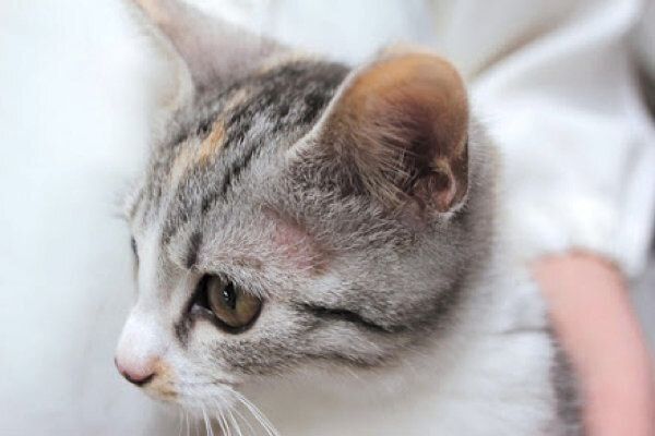 飼い始めに多い猫の皮膚の病気