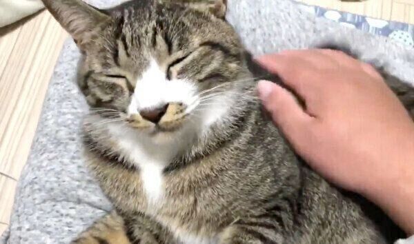 飼い主さんに寄り添うちゃむのすけくん