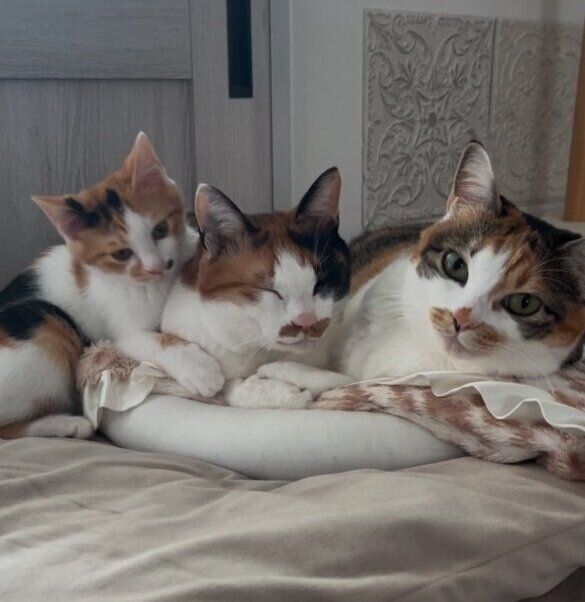 寄り添い合う3匹