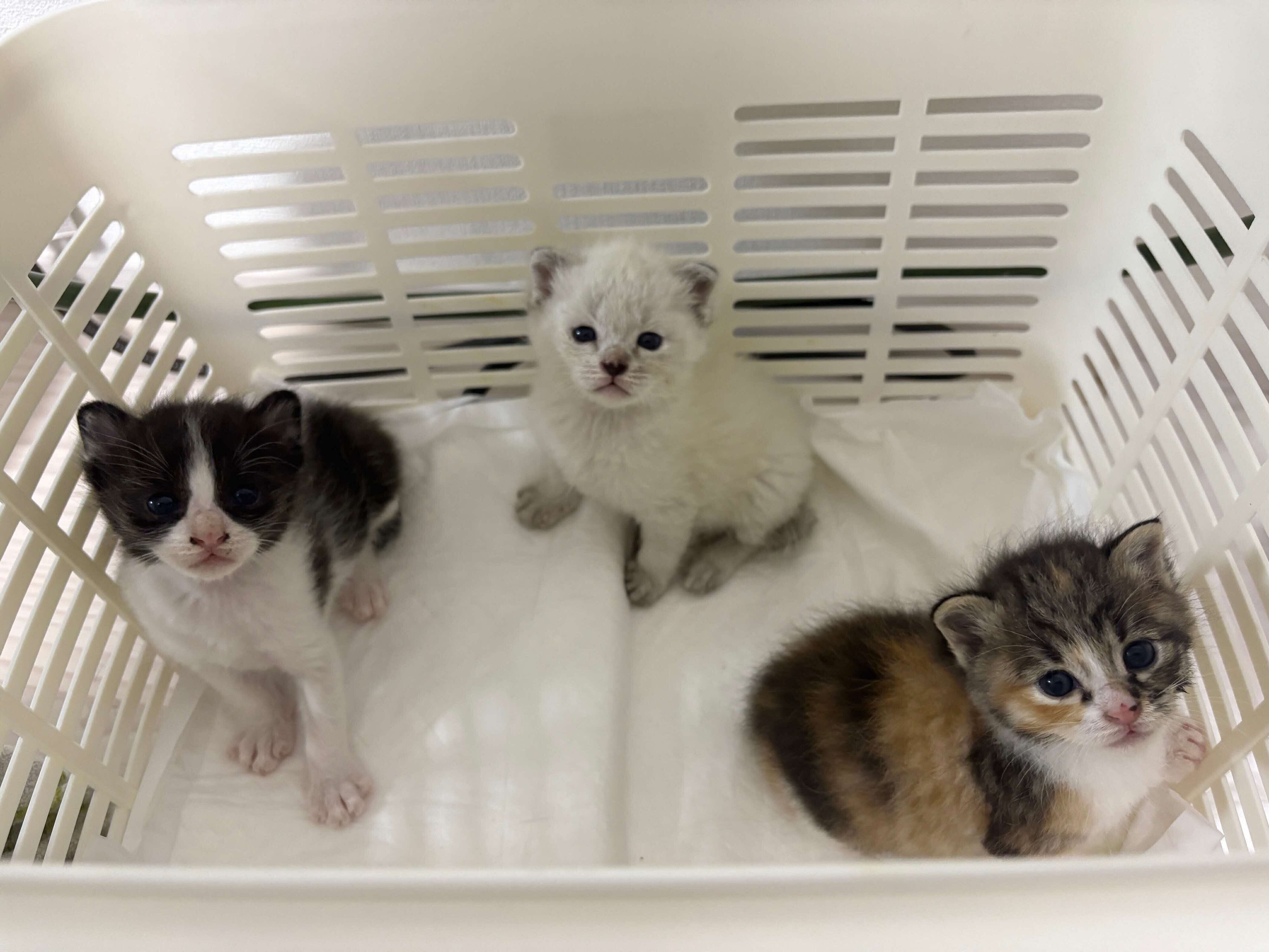 1カ月齢未満の子猫の収容数は、飼い主のいない猫への取り組みを開始する前と比べて、近年は減少傾向にある