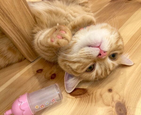 寝転がるぷてぃこちゃん