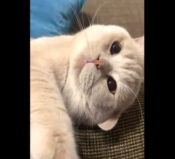 くつろぐぽてとくん