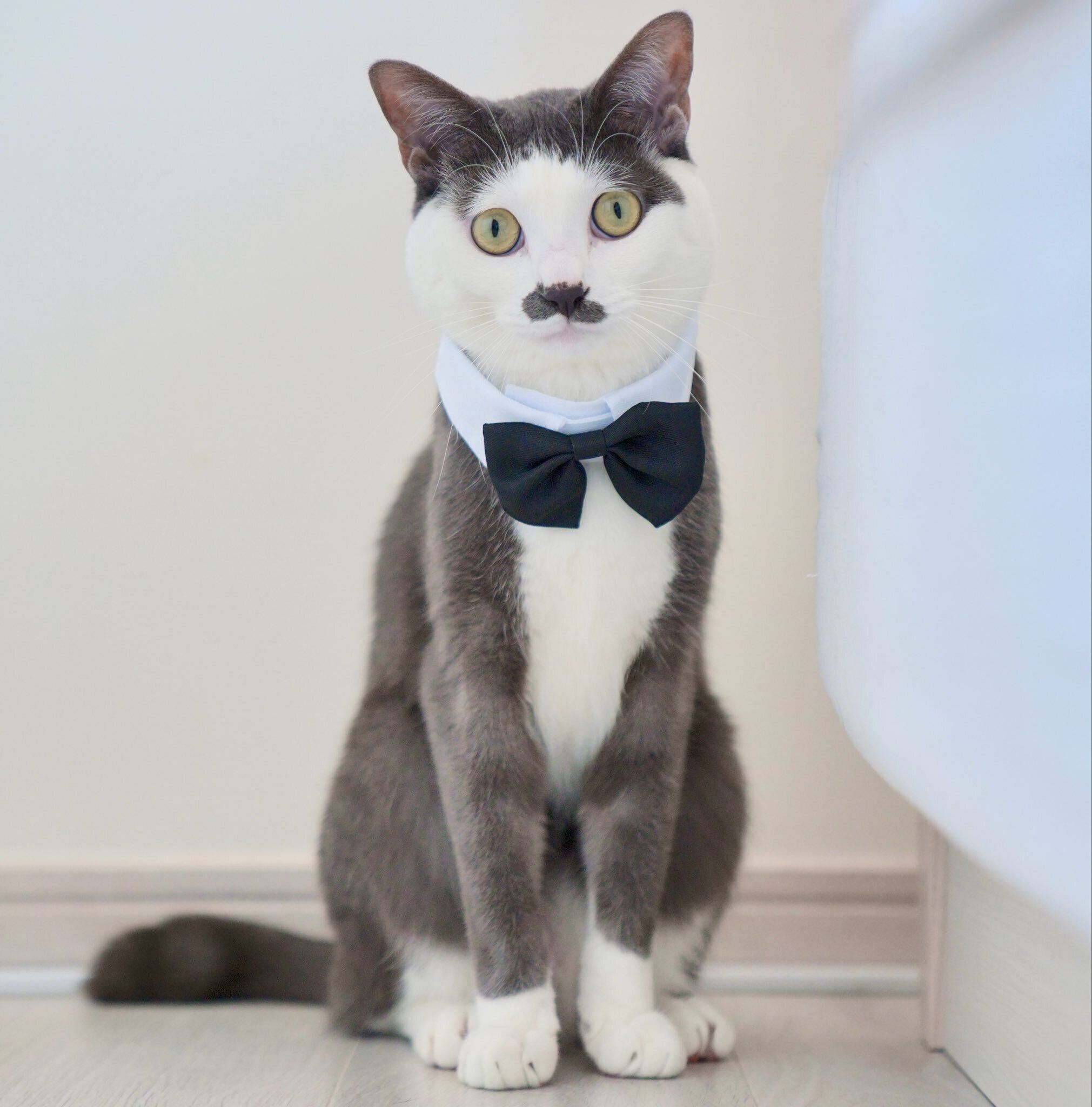 1才半になったプランスくん