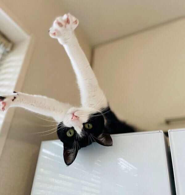 冷蔵庫の上でくつろぐウメちゃん