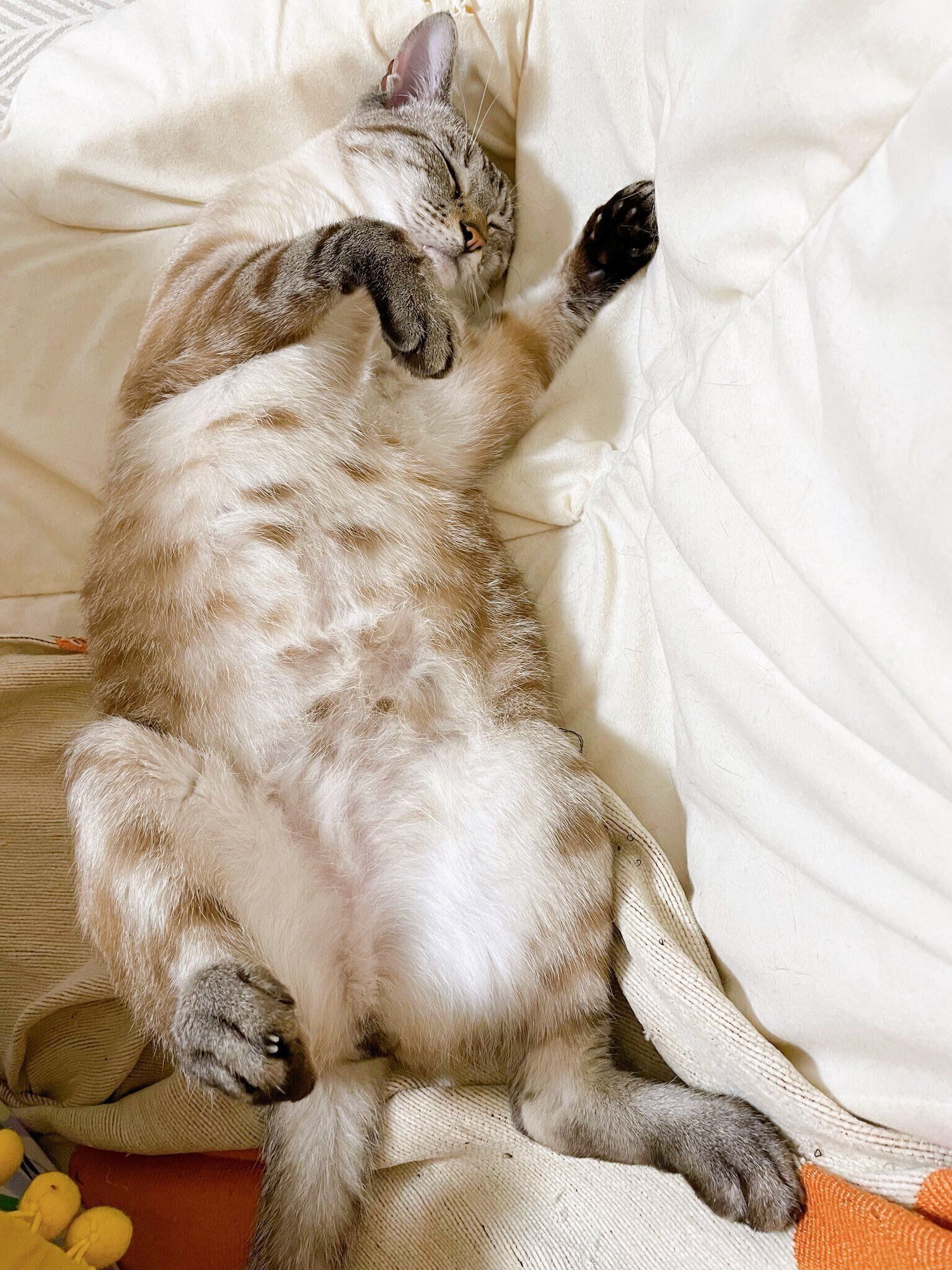 「へそ天で寝ることが多く、背中よりもおなかをよく見ている気がします」と飼い主さんが