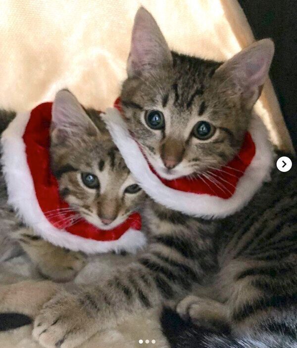 寄り添うユンユンくん、ヤンヤンくん