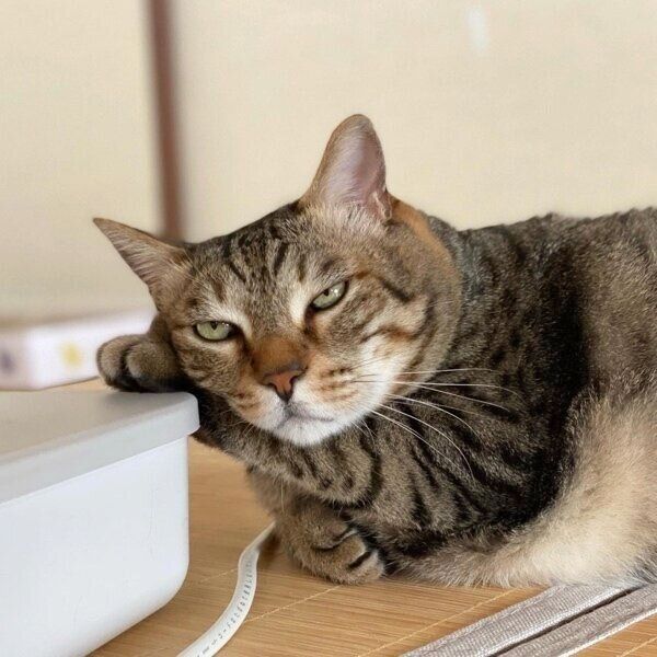 箱に前足を添えてくつろぐこんぶくん