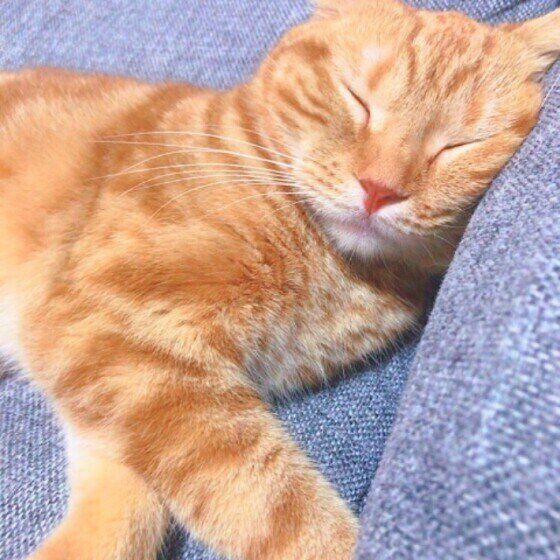 ソファで眠るスコティッシュフォールド