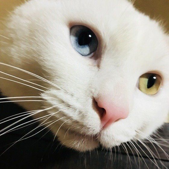 ねこのきもち投稿写真ギャラリー