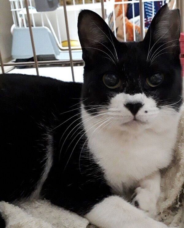 飼い主さんと家族になる前のモンドちゃん