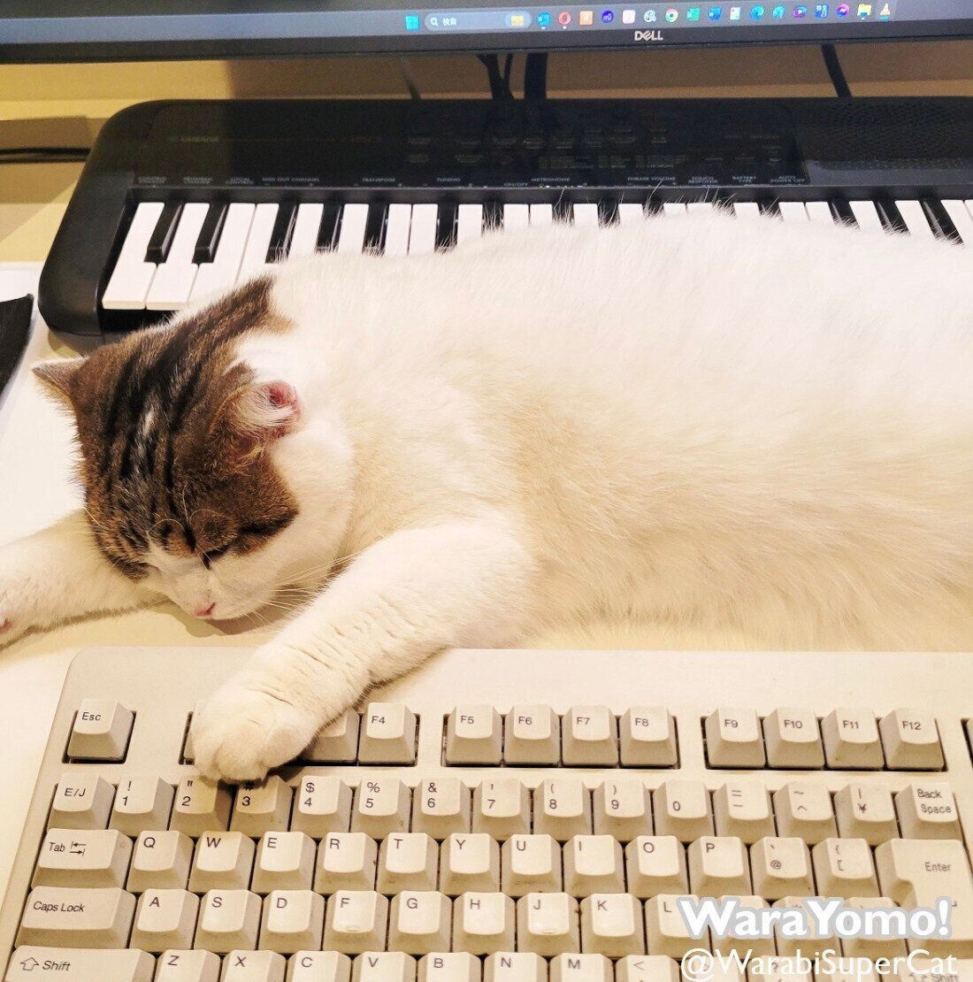 猫 鍵盤 写真たて 猫 鍵盤 写真たて