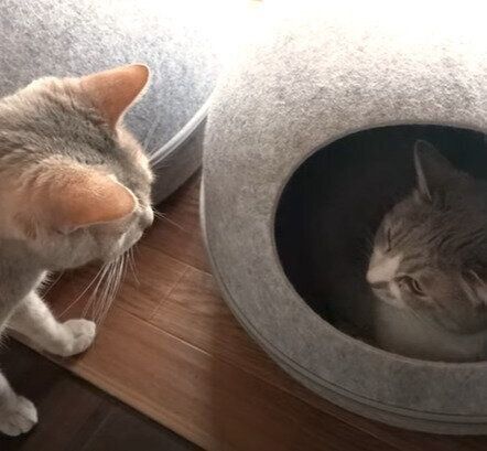 朝のルーティンをこなすモアレちゃんとクリエちゃん