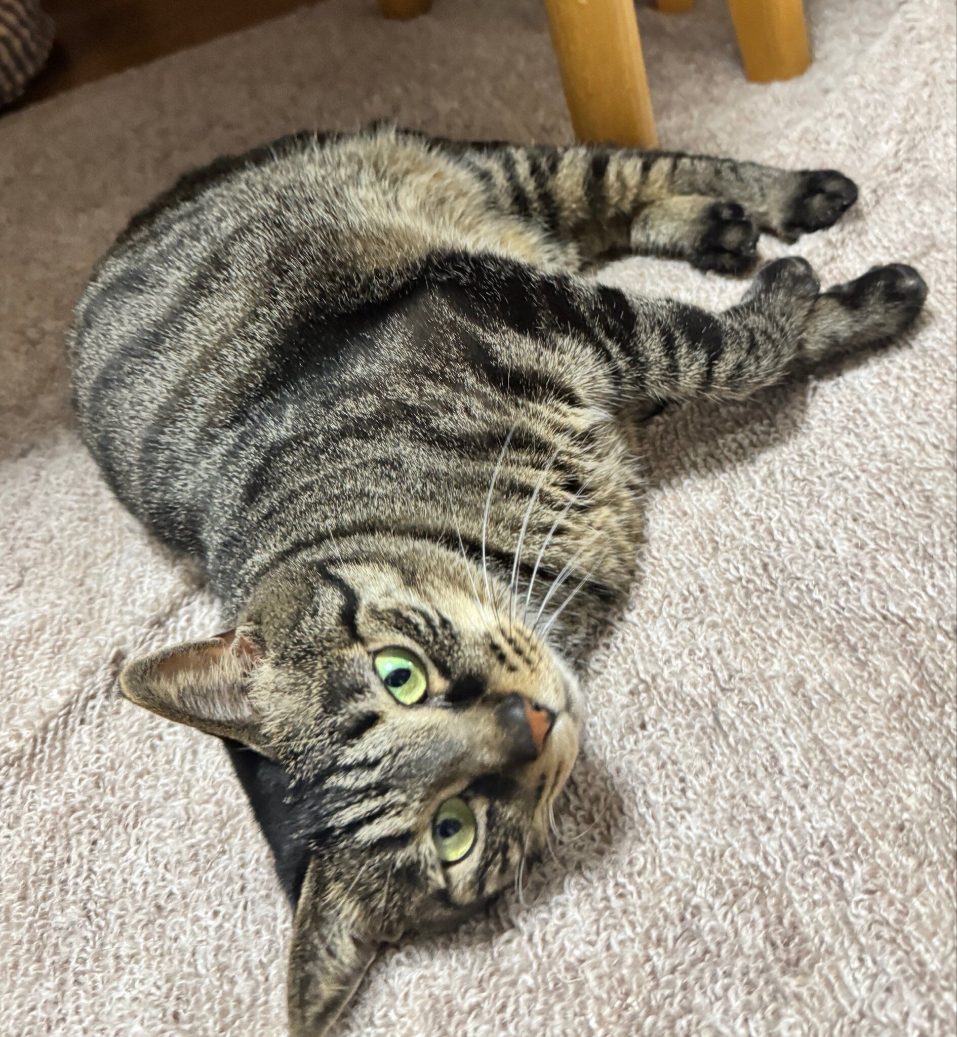 くつろいでいる猫
