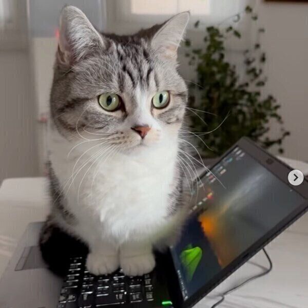 パソコンの上に乗るタロウくん