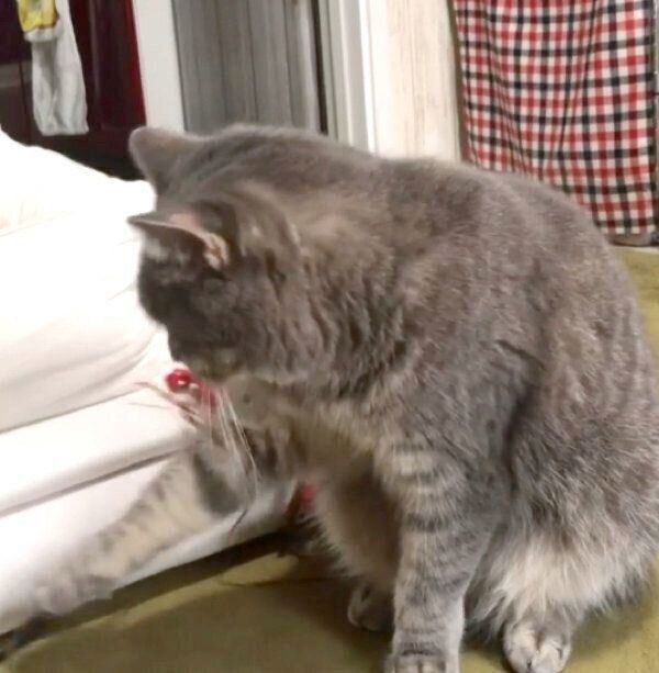 じゃらしをちょいちょいするあぽろくん