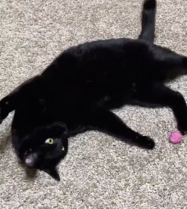 いちいちカメラ目線で遊ぶニコルちゃん