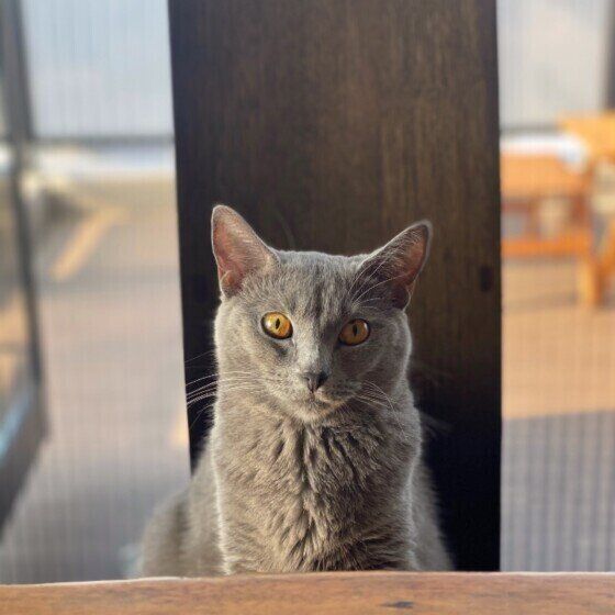 シャルトリューのピンキーちゃん