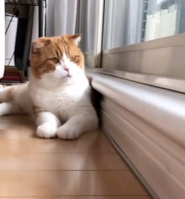 虫に翻弄されるスコティッシュフォールド