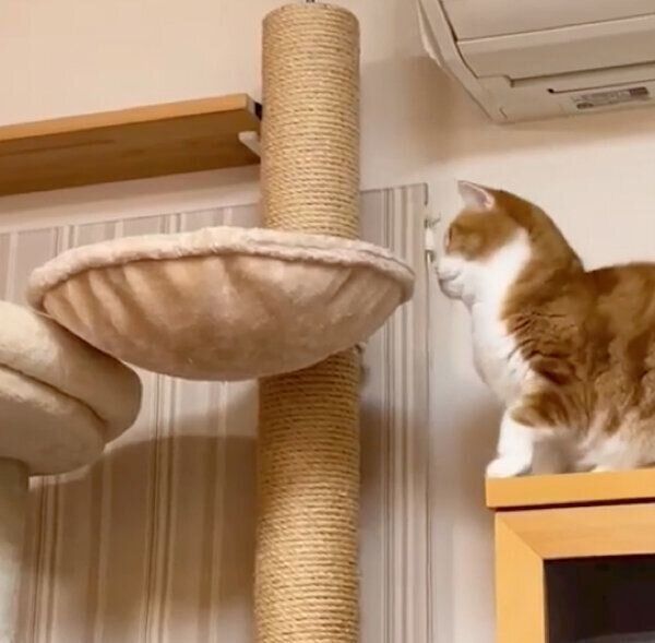 ハンモックの中を見るもんちゃん