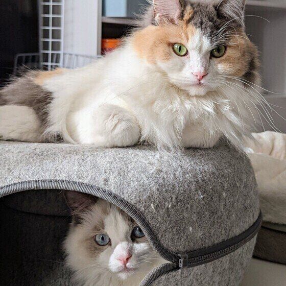 見つめるるぅちゃんたち（サイベリアン）